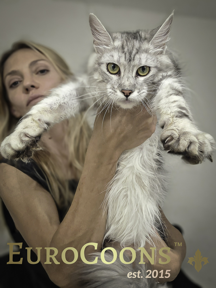 maine coon kittens for sale usa