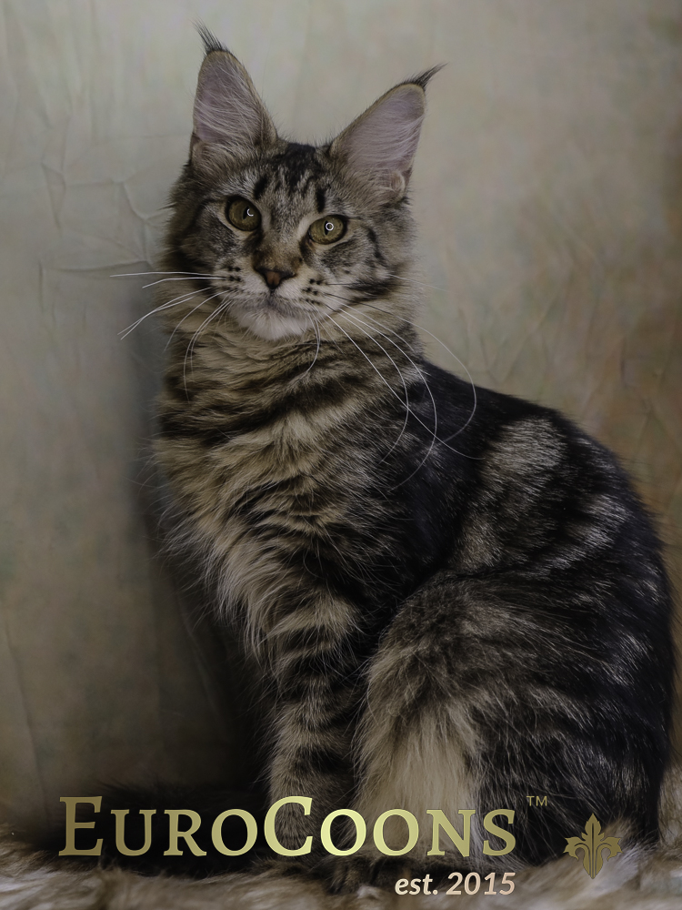 tabby maine coon kitten for sale