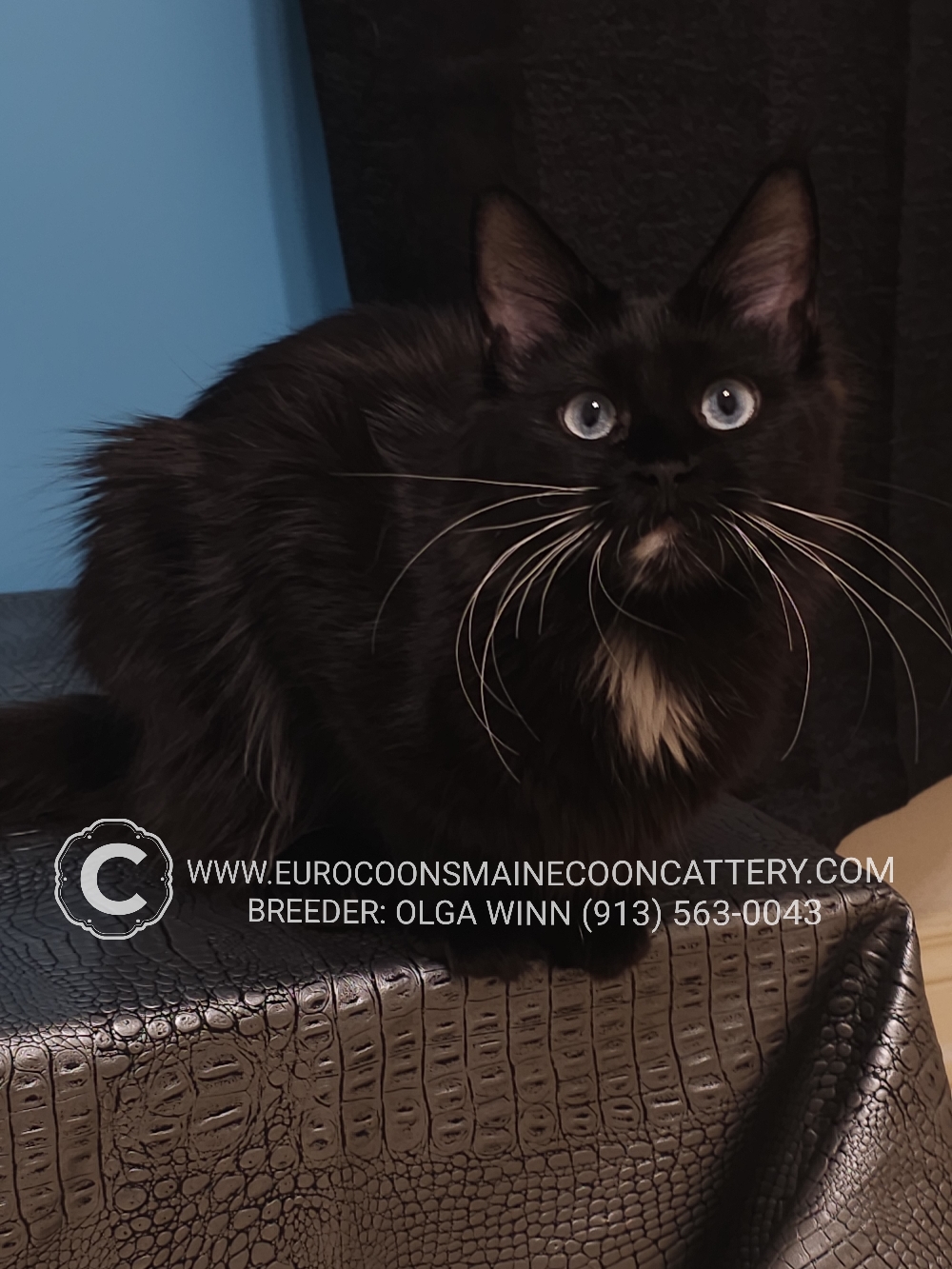 Blue eyed maine coon for sale