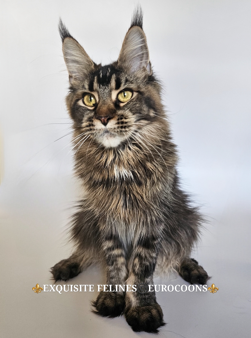 maine coon kitten for sale
