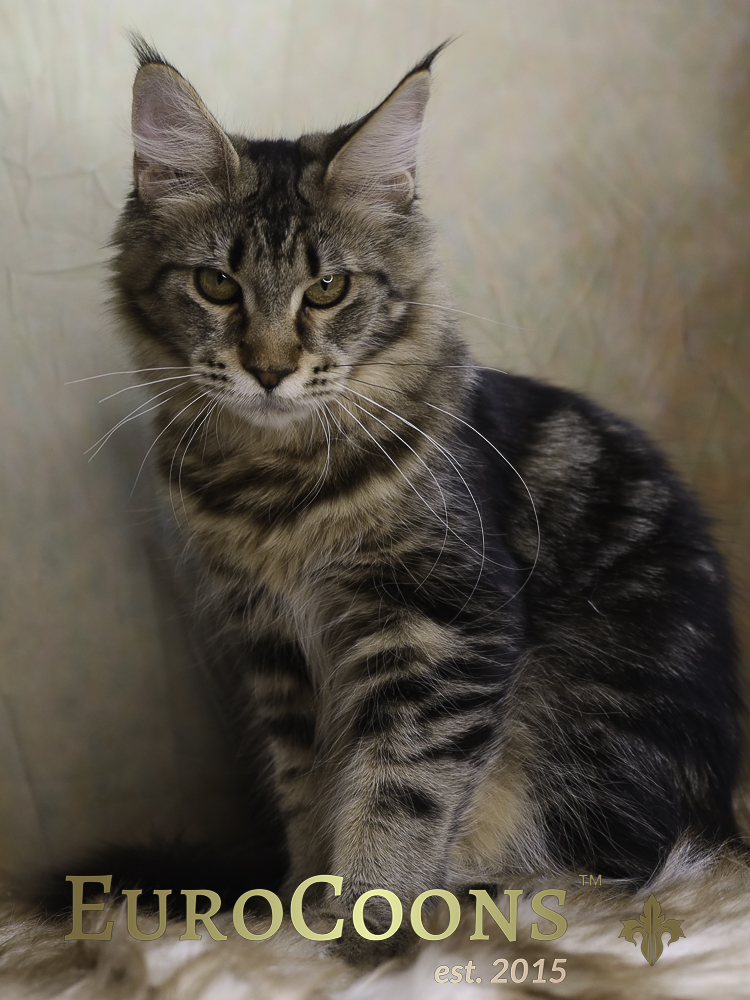 tabby maine coon kitten for sale
