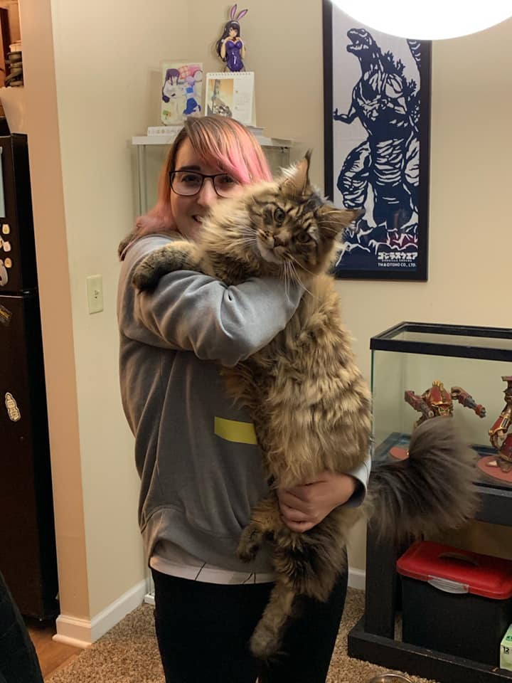 maine coon cat breeders