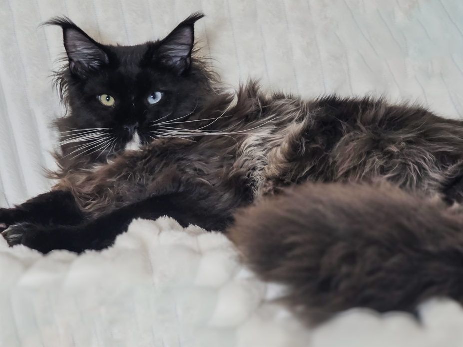 Luxury European Maine Coon Kittens for Select Families in Florida