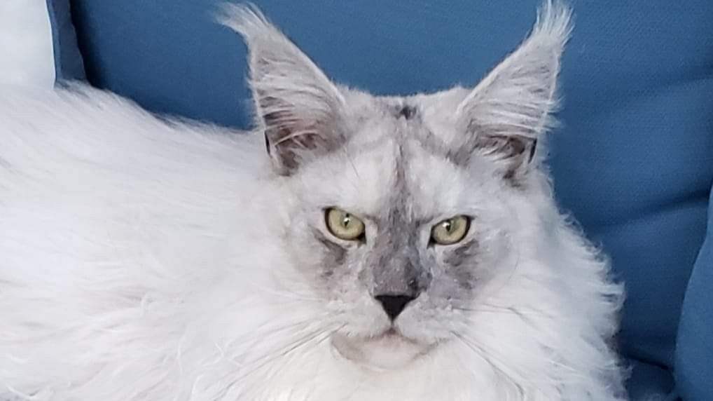 maine coon kittens for sale near me