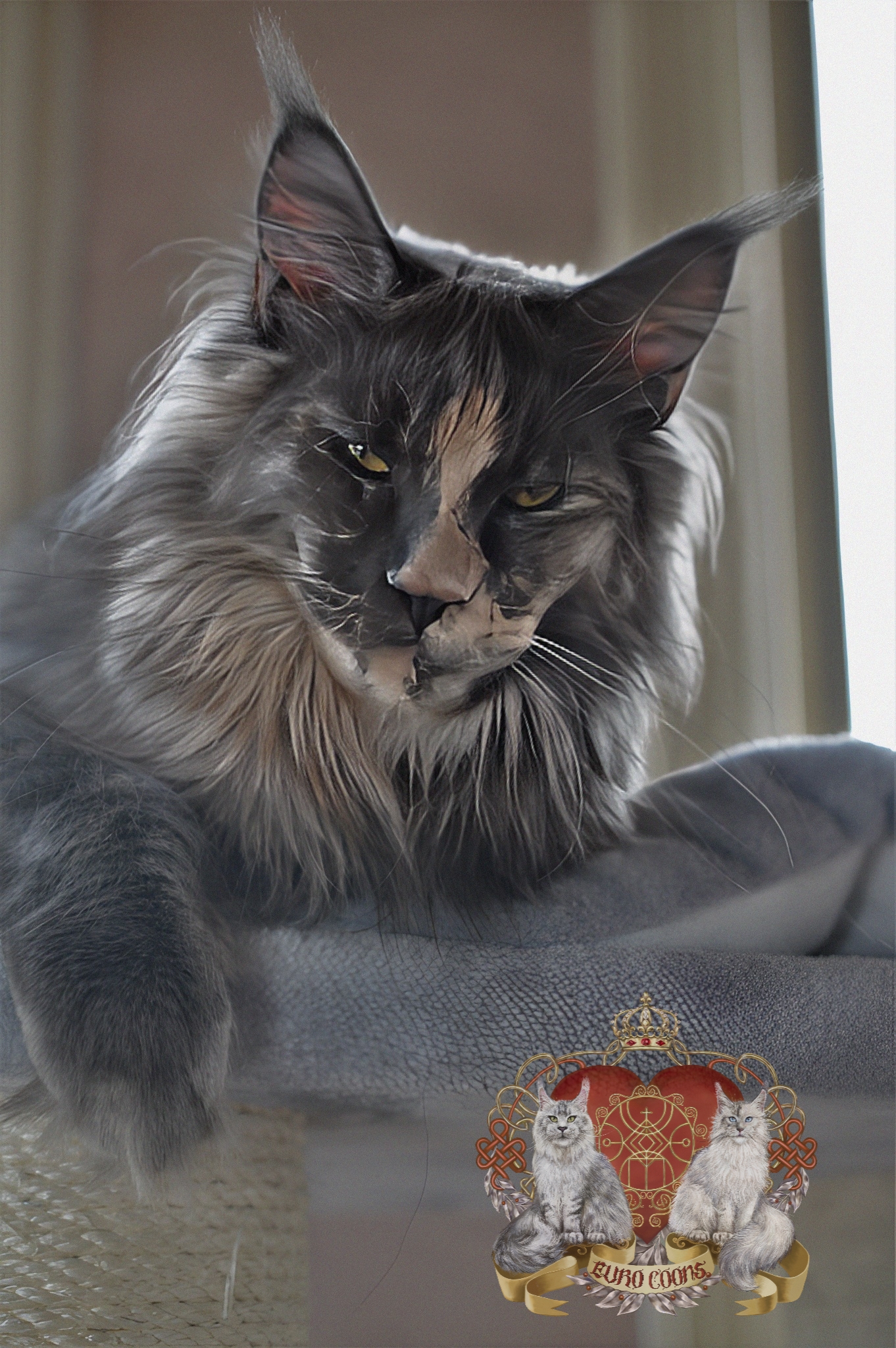 blue maine coon cat, blue smoke maine coon