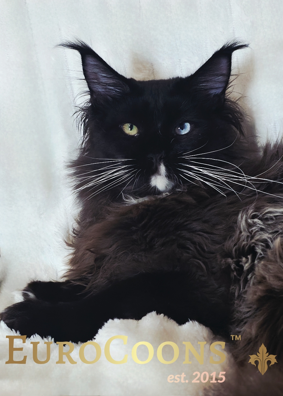 blue eyed black smoke tuxedo maine coon kitten for sale