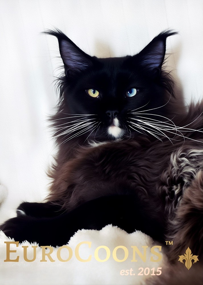 blue eyed maine coon for sale