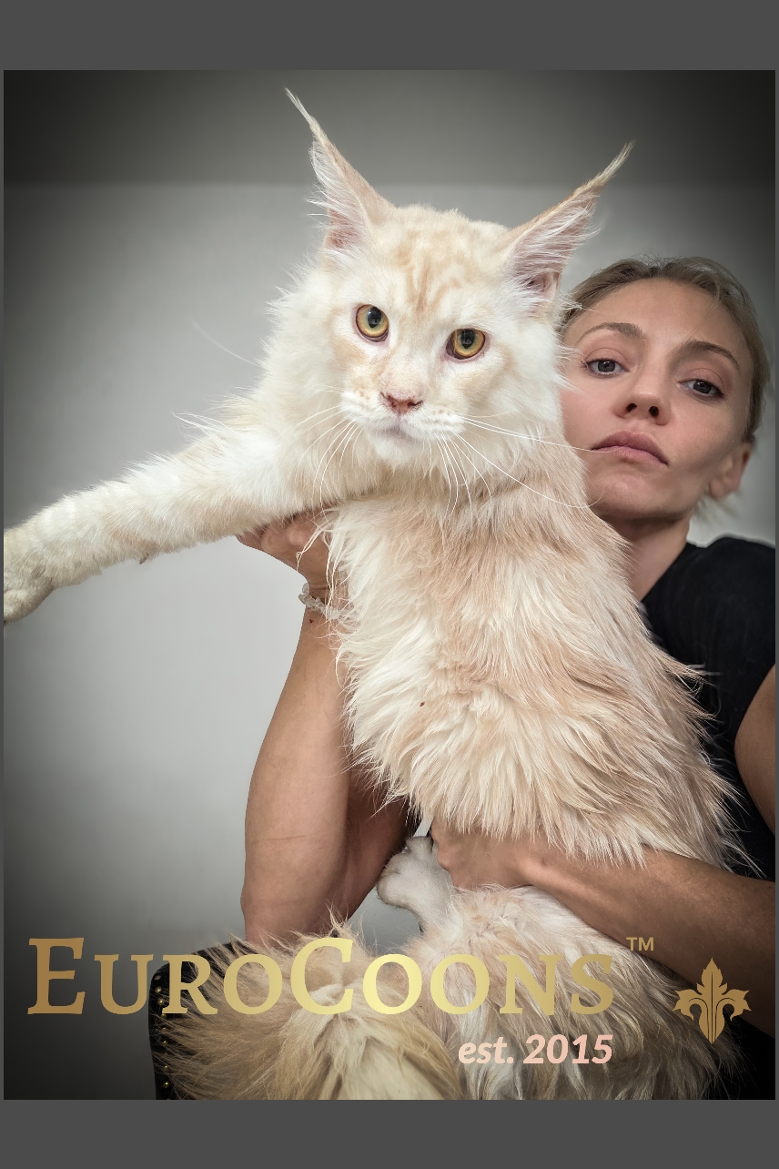 maine coon kittens for sale