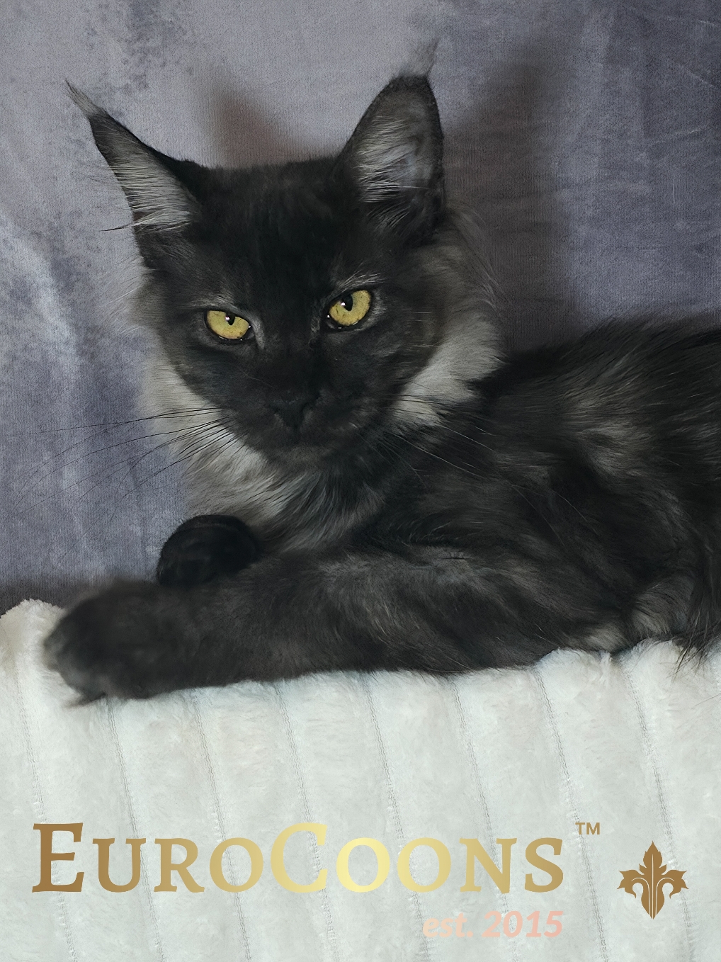 maine coon kittens for sale