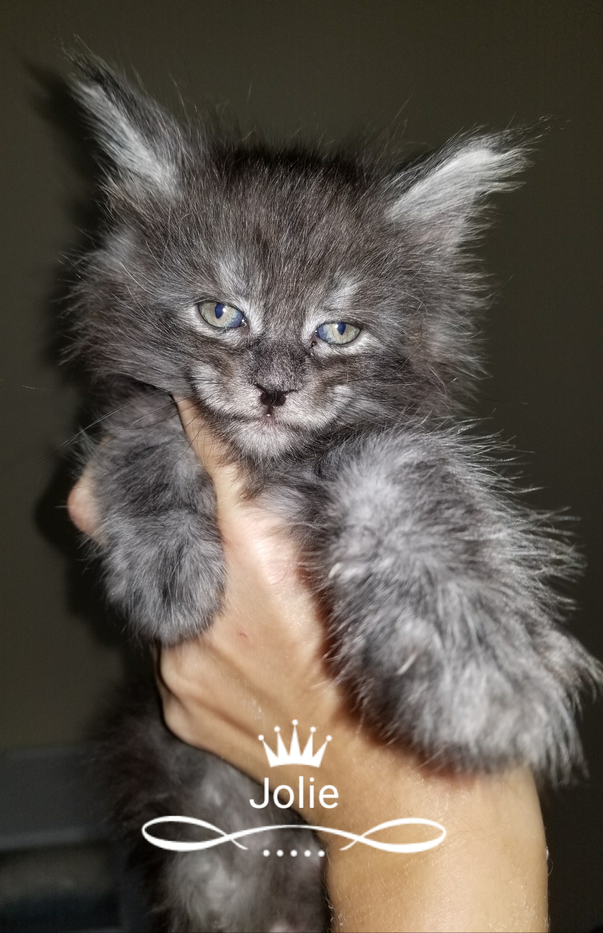 Jolie 3 weeks