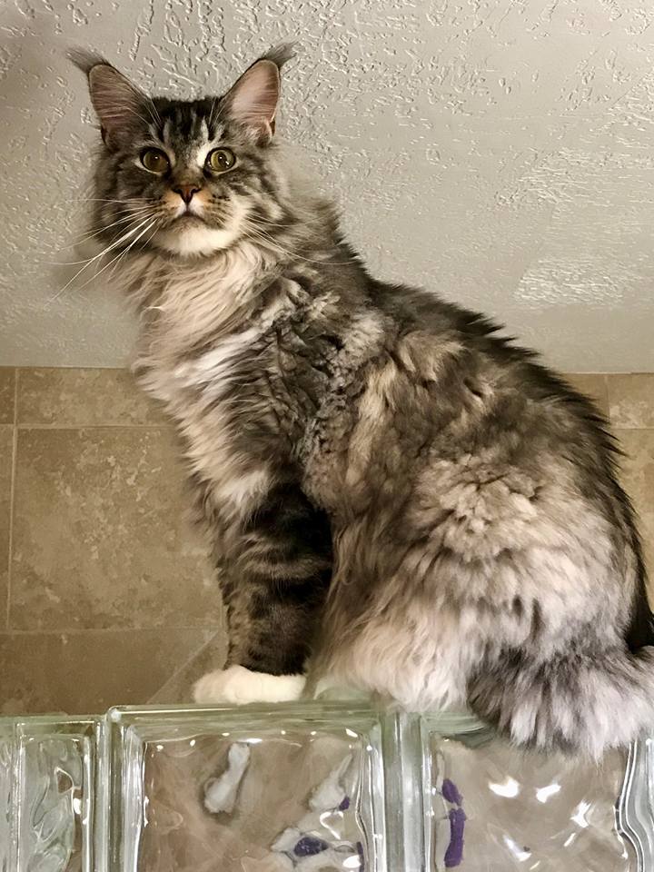 maine coon kittens near me