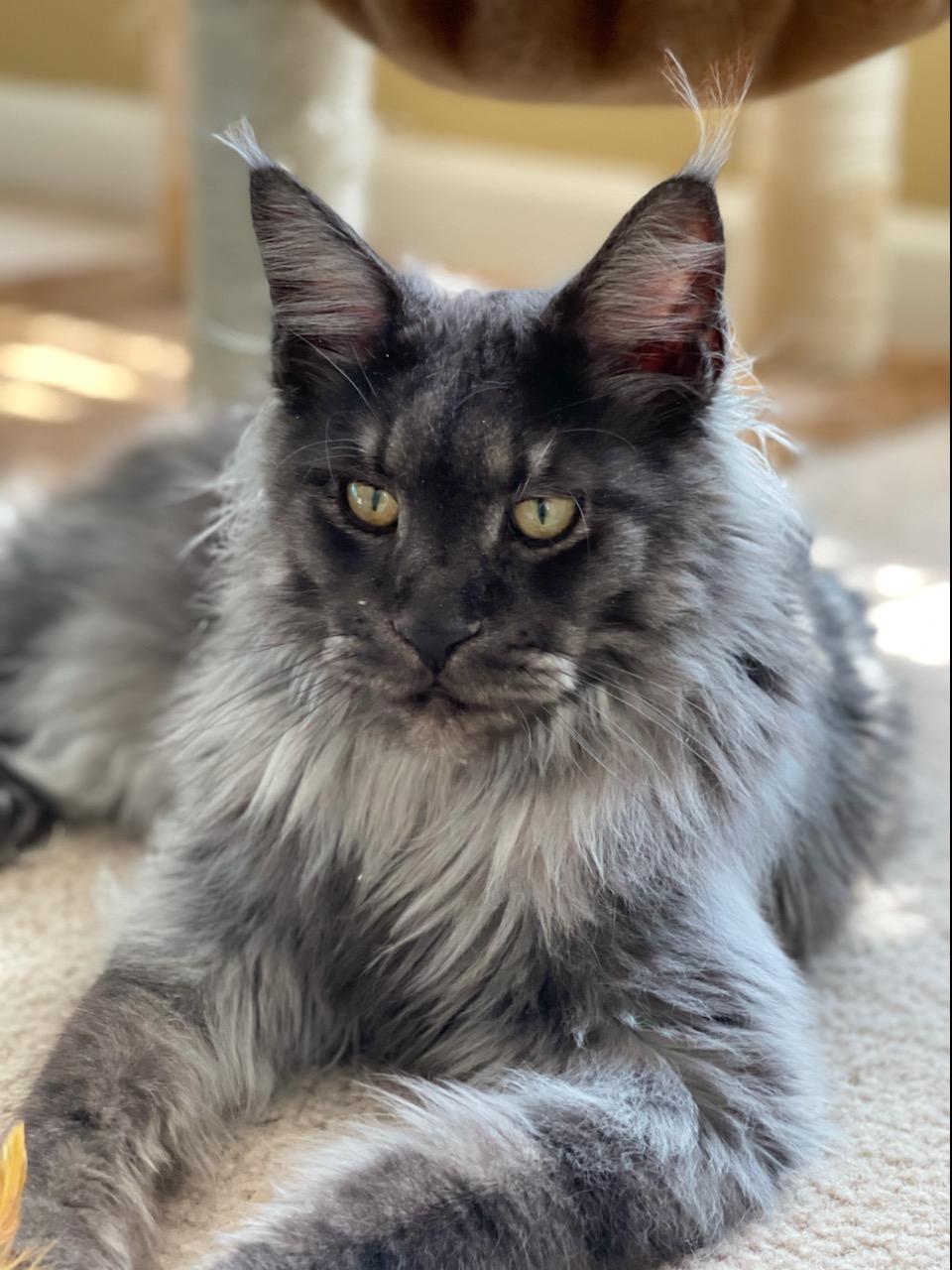 black smoke maine coon