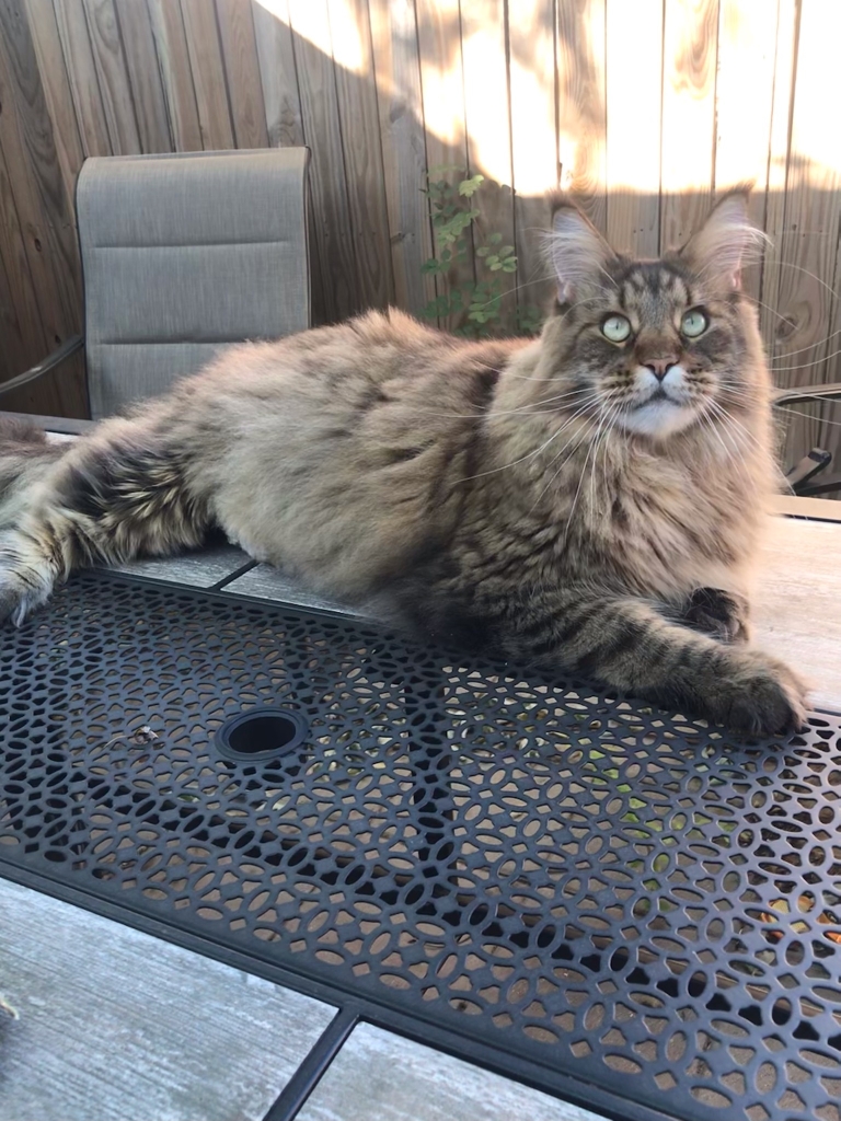 Maine coon