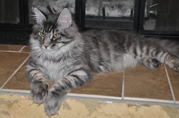 maine coon cat - blue maine coon cat