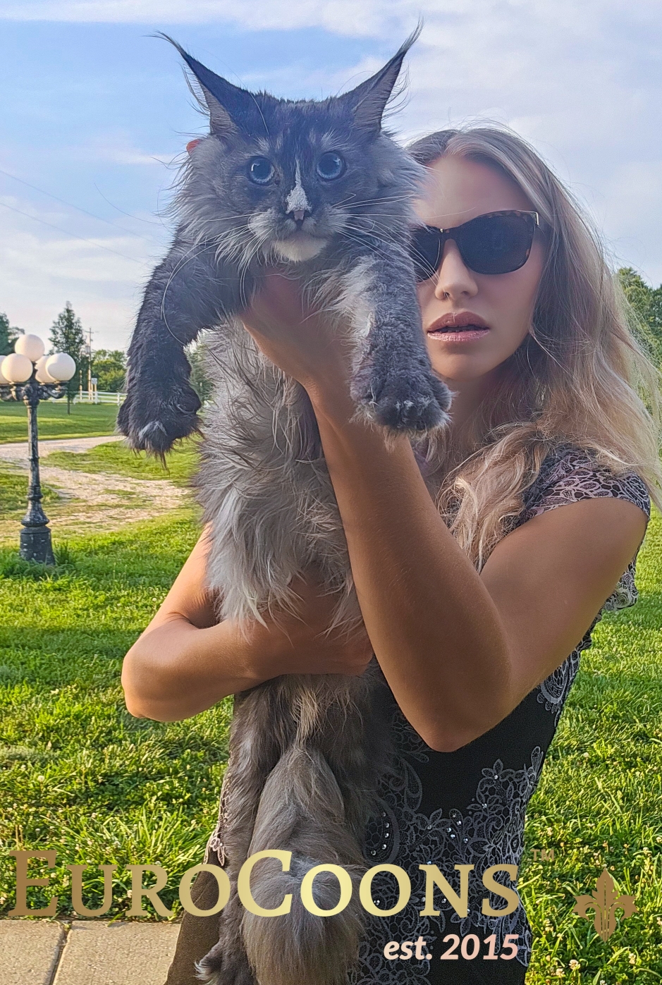 blue smoke maine coon with blue eyes for sale