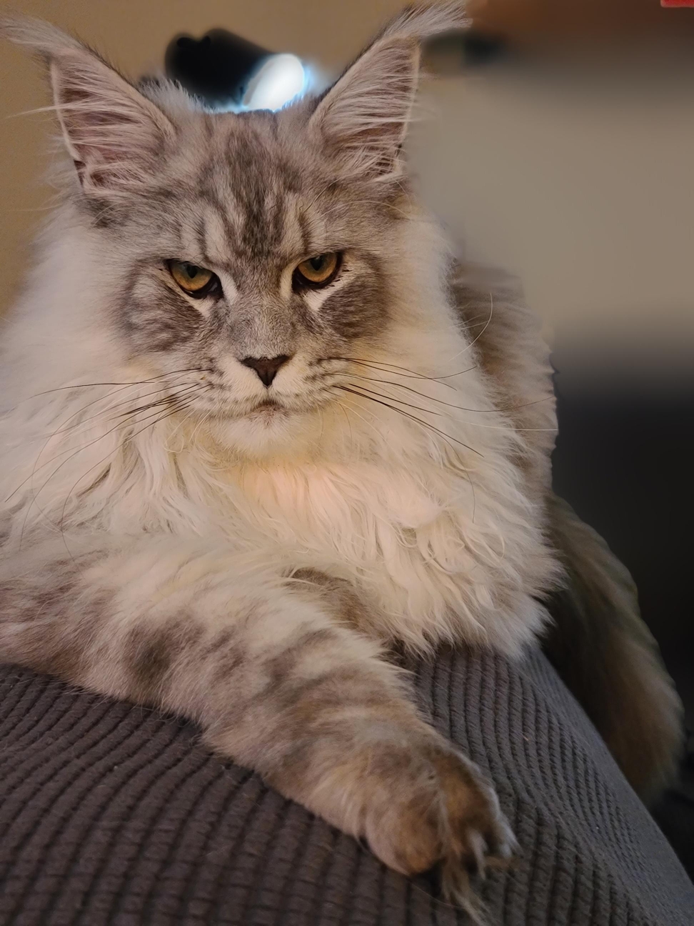 maine coon kittens for sale