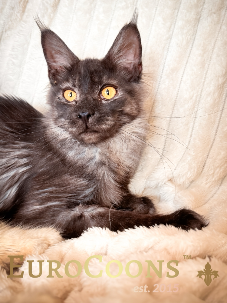 smoke maine coon kittens for sale