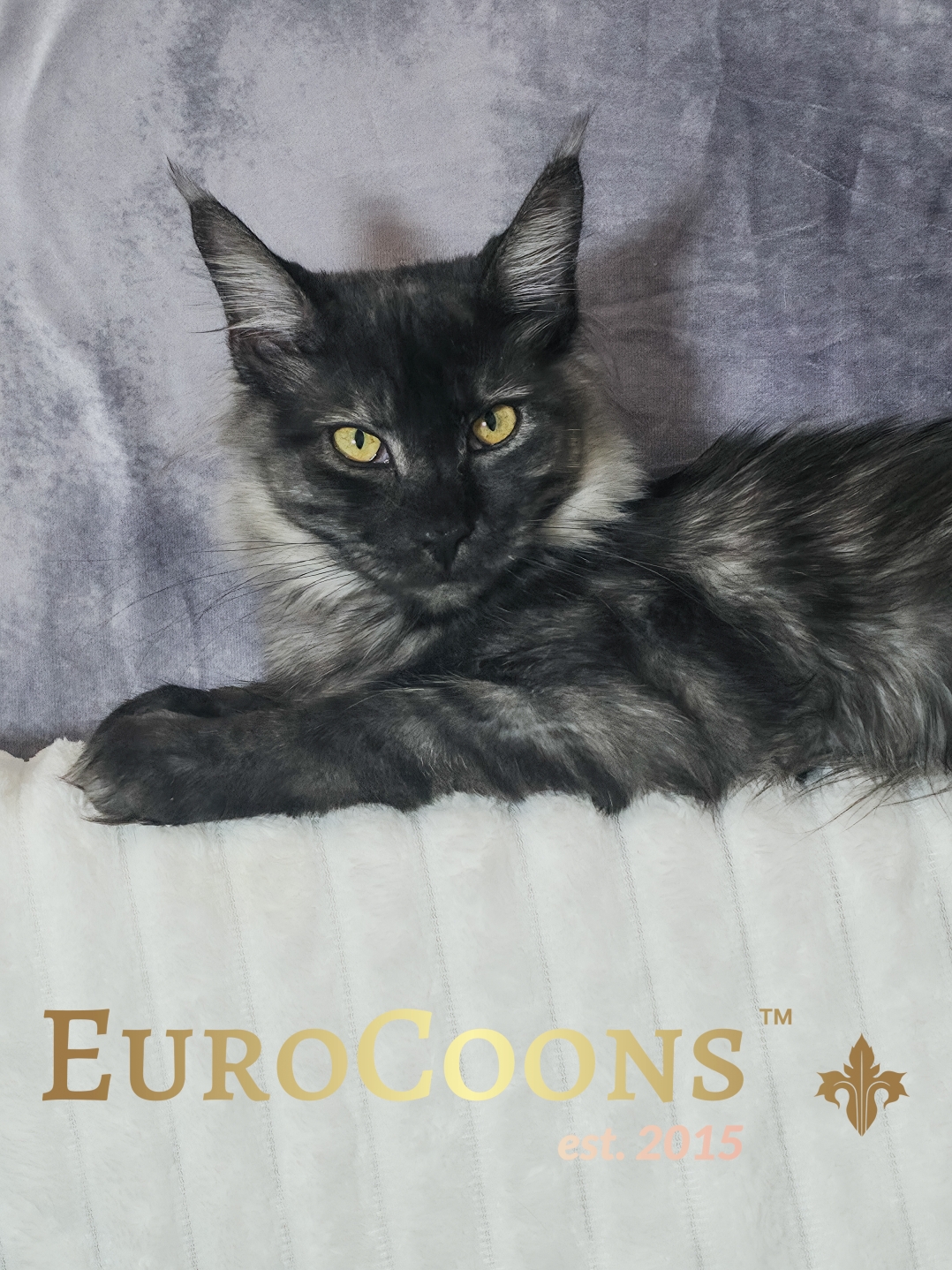 smoke maine coon kittens for sale