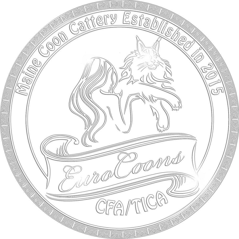 maine coon kittens for sale and maine coon cats for sale midwest united states