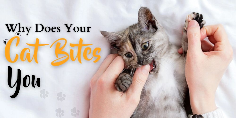 Why Does Your Cat Bites You