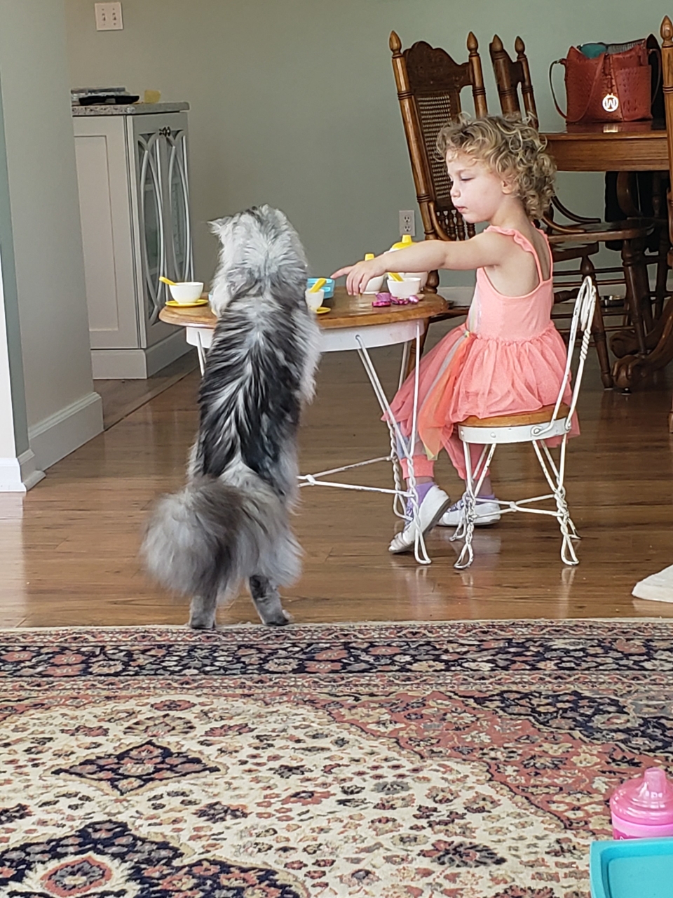 buy maine coon online