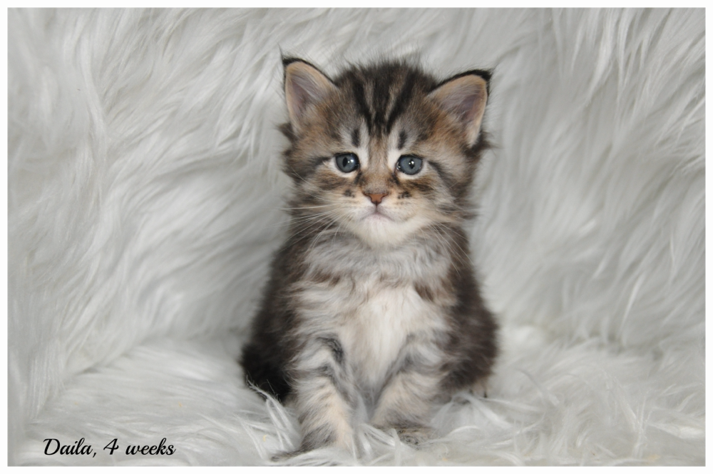 Female Maine Coon Kittens for Sale in Kansas and Missouri