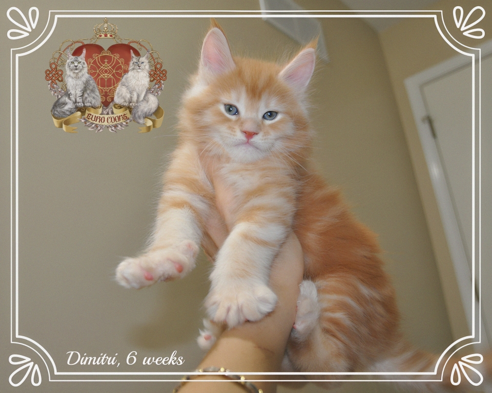 Silver Extra Large Maine Coon Kittens for Sale in Nebraska, Oklahoma