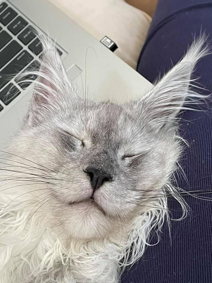 maine coon cats for sale