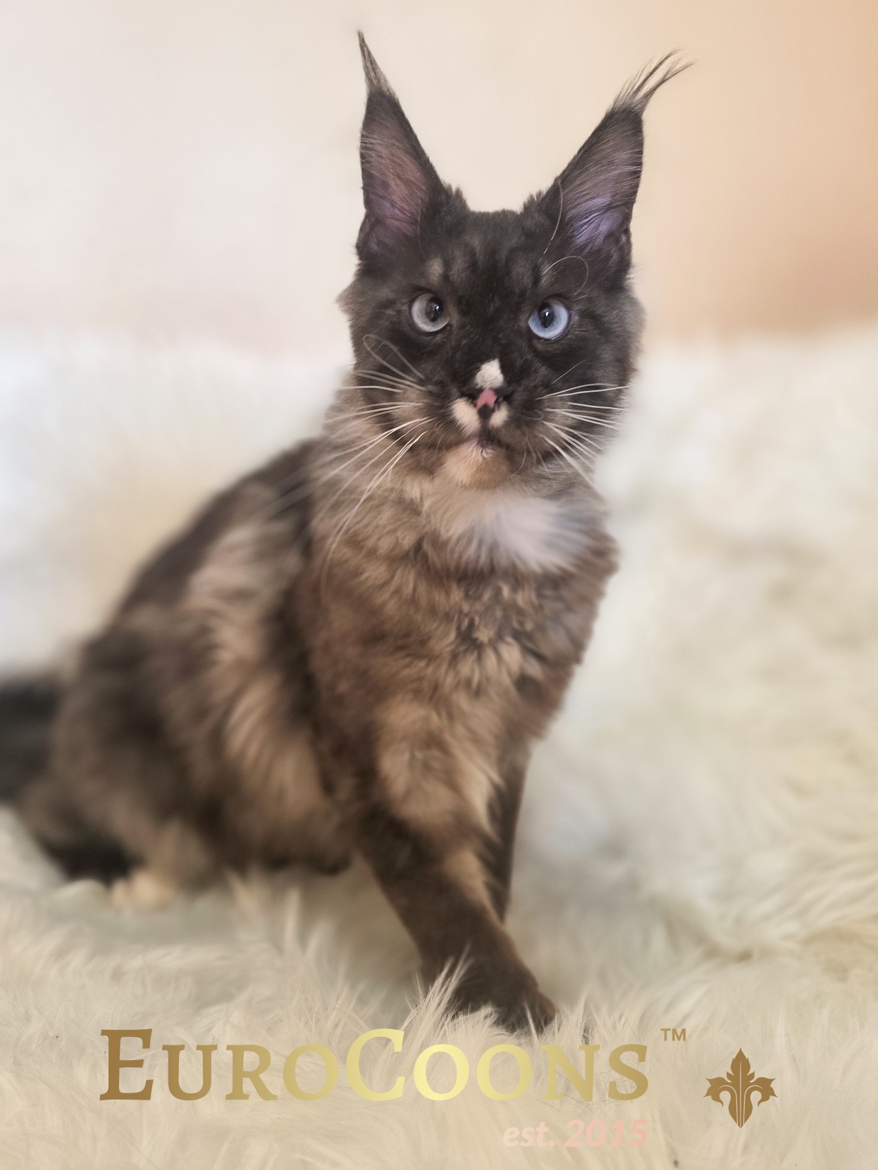 Maine Coon Kittens for Sale - EuroCoons Diablo