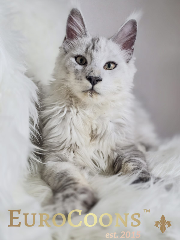 Black Silver Shaded Maine Coon Kitten for sale - Available male