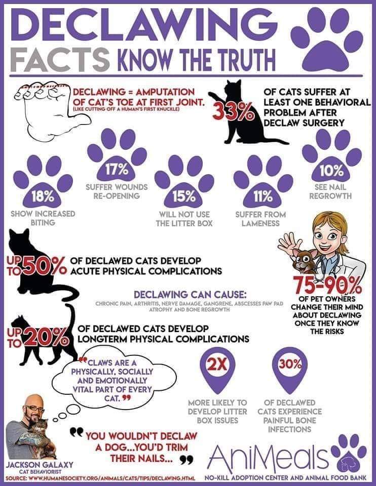 Declawing: what it is and how it's done!? Know the Truth