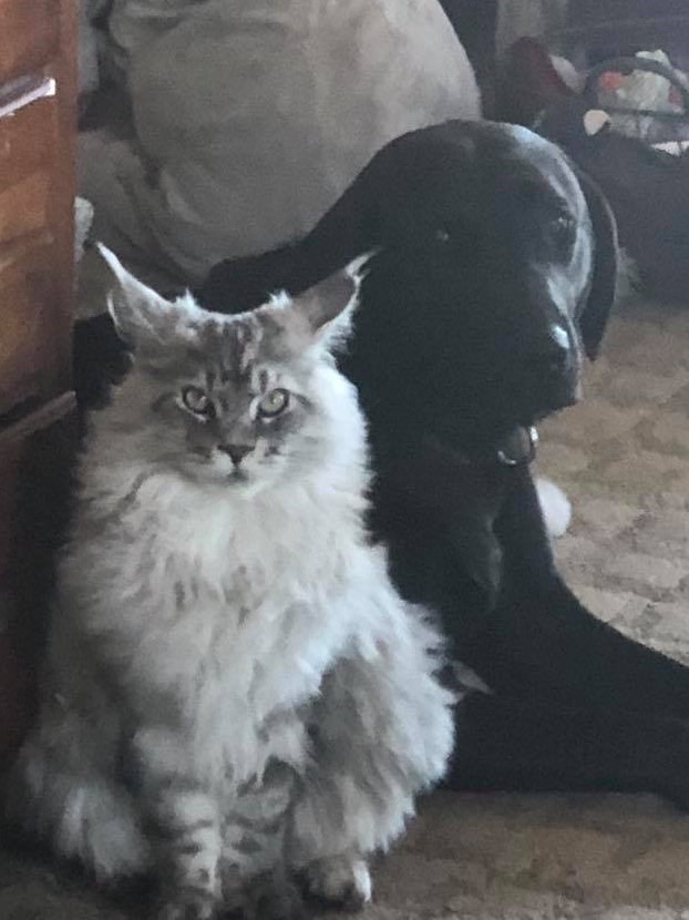 grey maine coon kitten