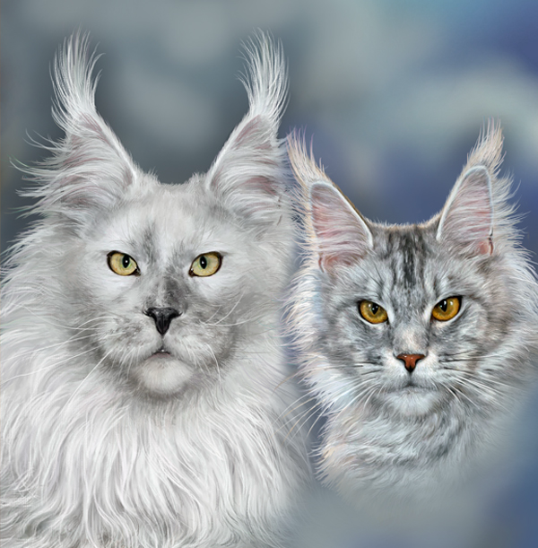 maine coon kittens for sale - maine coon cats for sale
