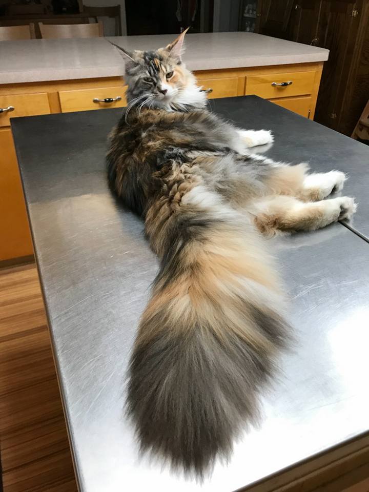 maine coon kittens near me