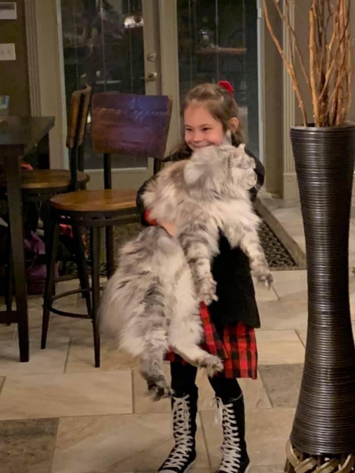 maine coon cats for sale near me