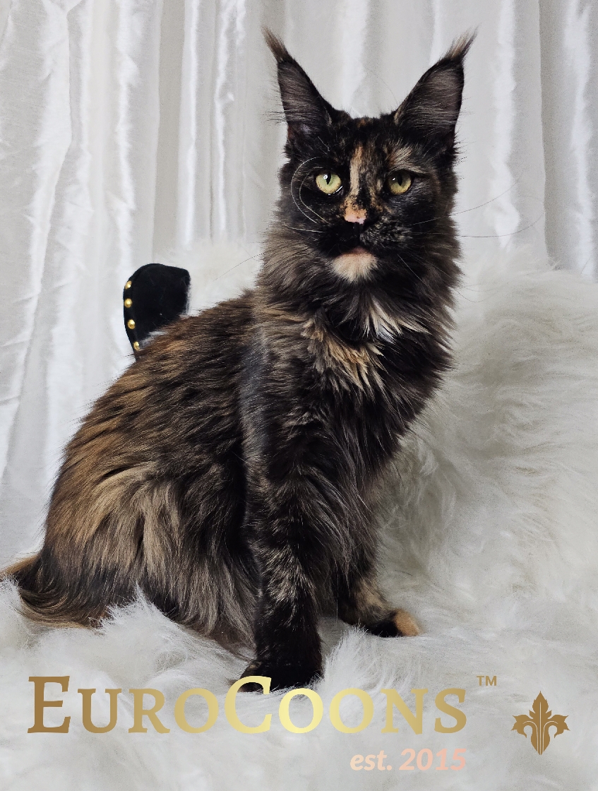 tortie maine coon kitten for sale
