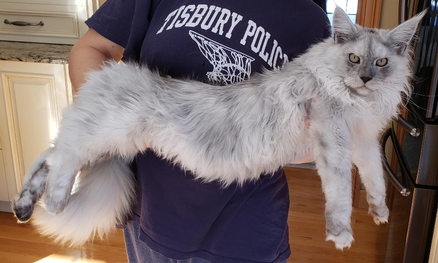 maine coon kittens for sale