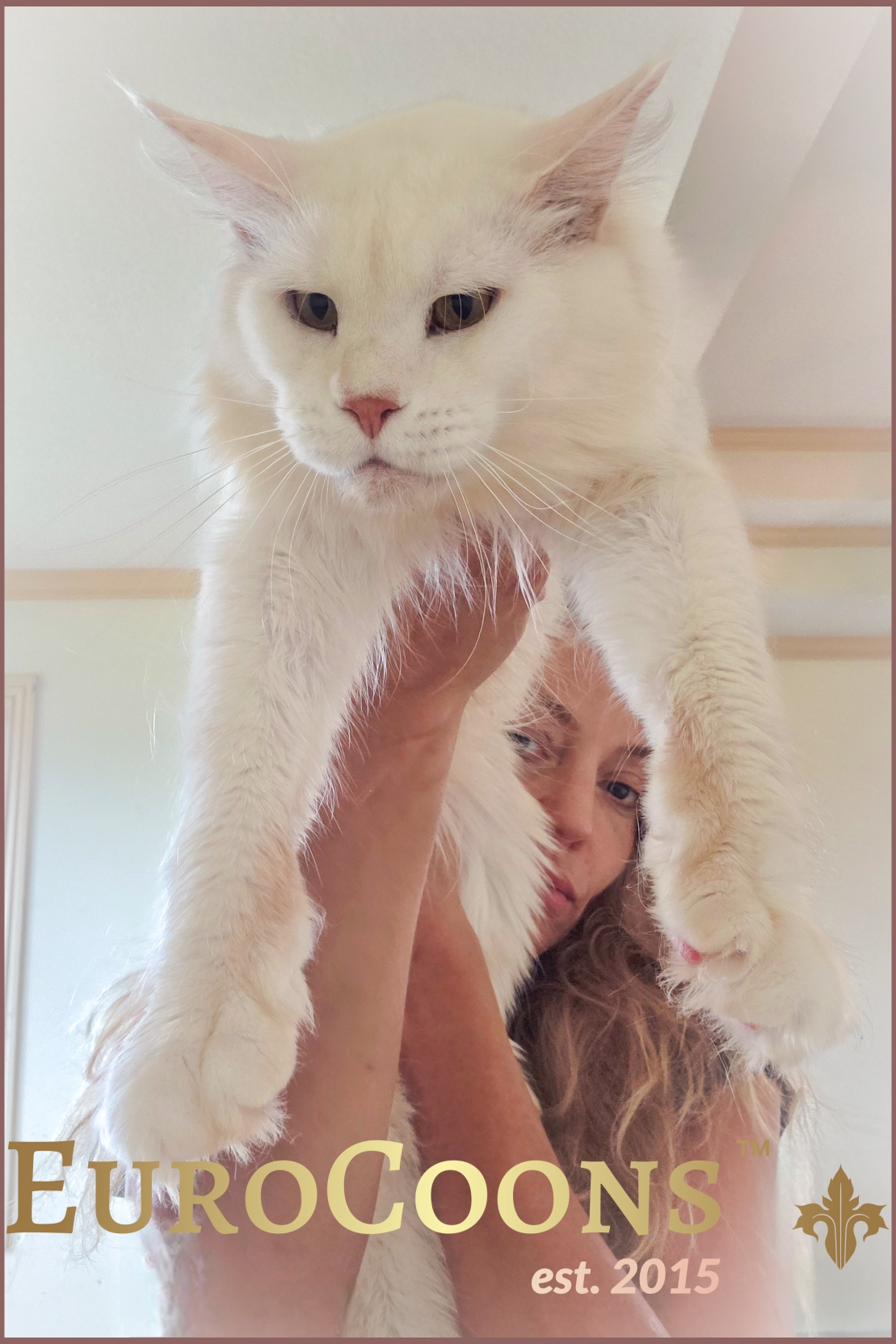 maine coon kittens for sale - red maine coon
