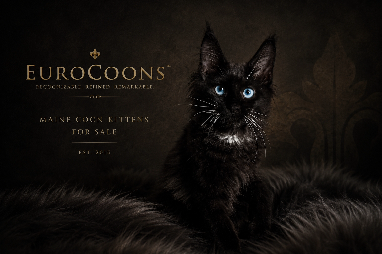 Maine Coon Kittens for Sale | Exceptional Maine Coon Kittens for sale near Texas, Colorado, Nebraska, Minnesota, USA