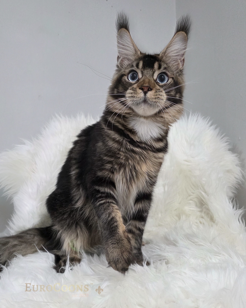 EuroCoons Asterion | Blue-eyed brown classic tabby young male | Under Evaluation