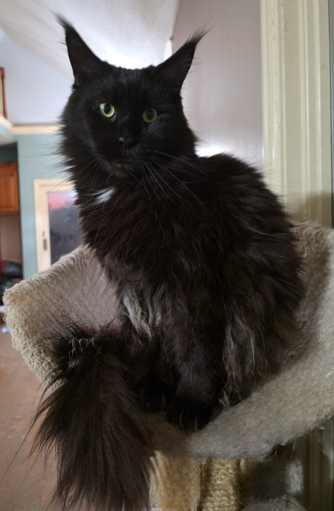 Maine Coon Cats for Sale | Missouri, Kansas, Colorado, USA