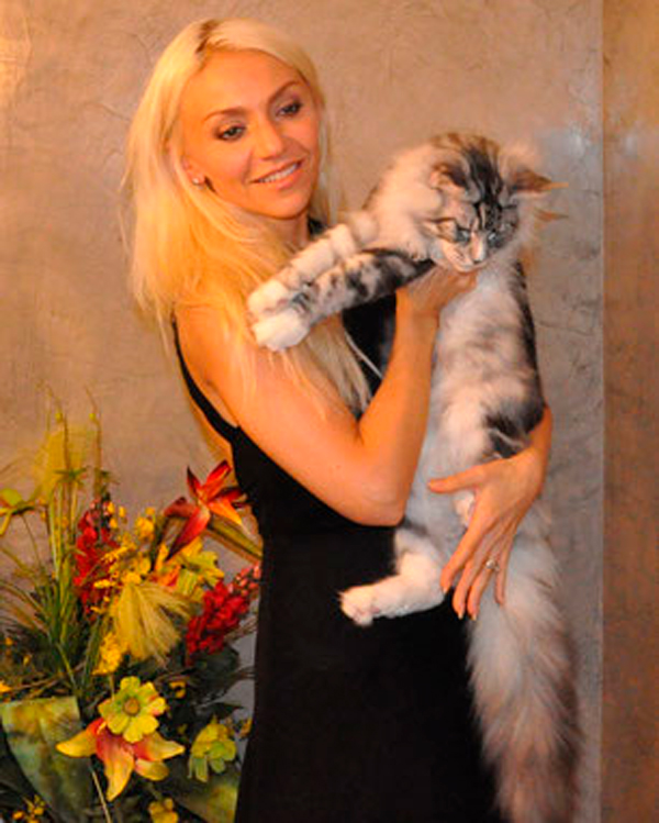 Maine Coon Cat Kittens for Sale