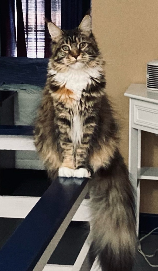 maine coon kittens mi