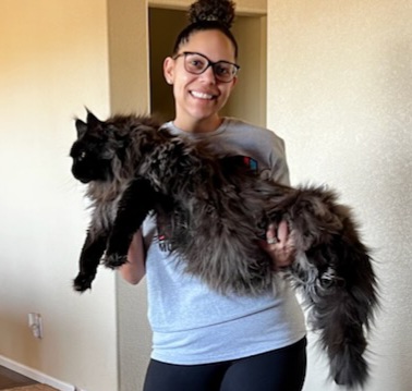 black maine coon cat