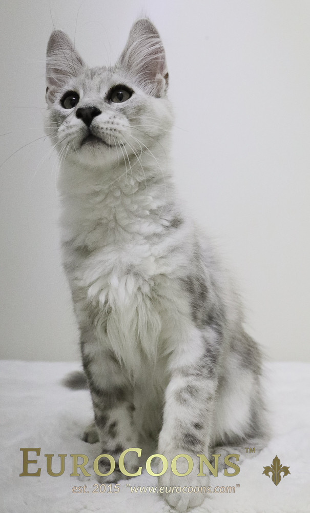 maine coon kittens for sale - maine coon cats for sale - european maine coon