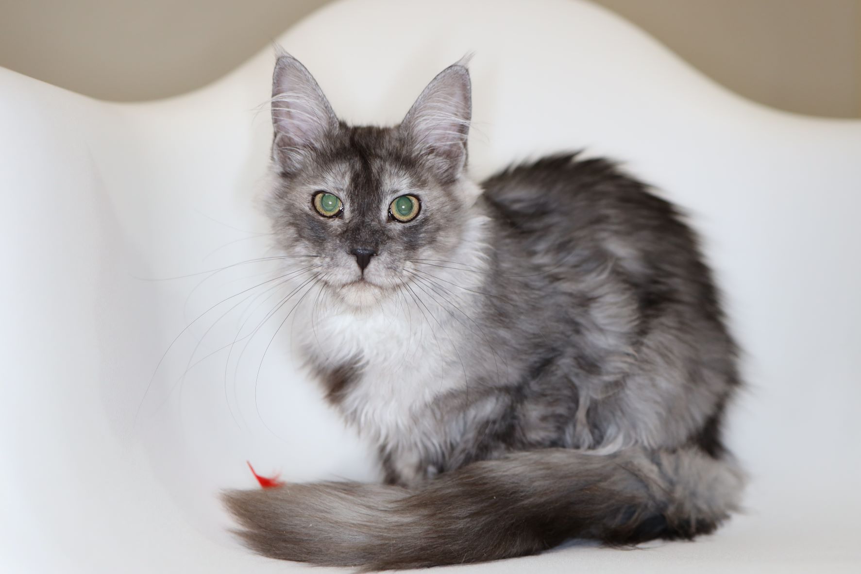 "Narobi" Pale Smoke Female European Maine Coon Kitten for sale   DOB 11/22/2021  Available