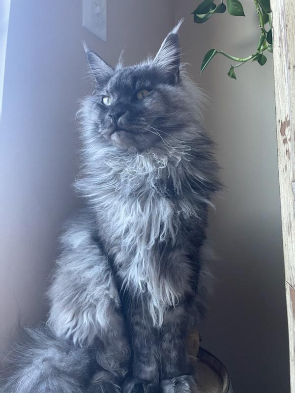 maine coon cat breeders