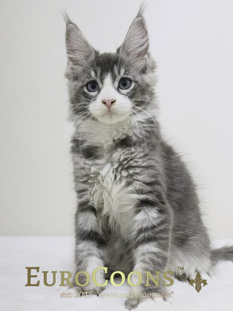 maine coon kittens for sale - maine coon cats for sale - european maine coon