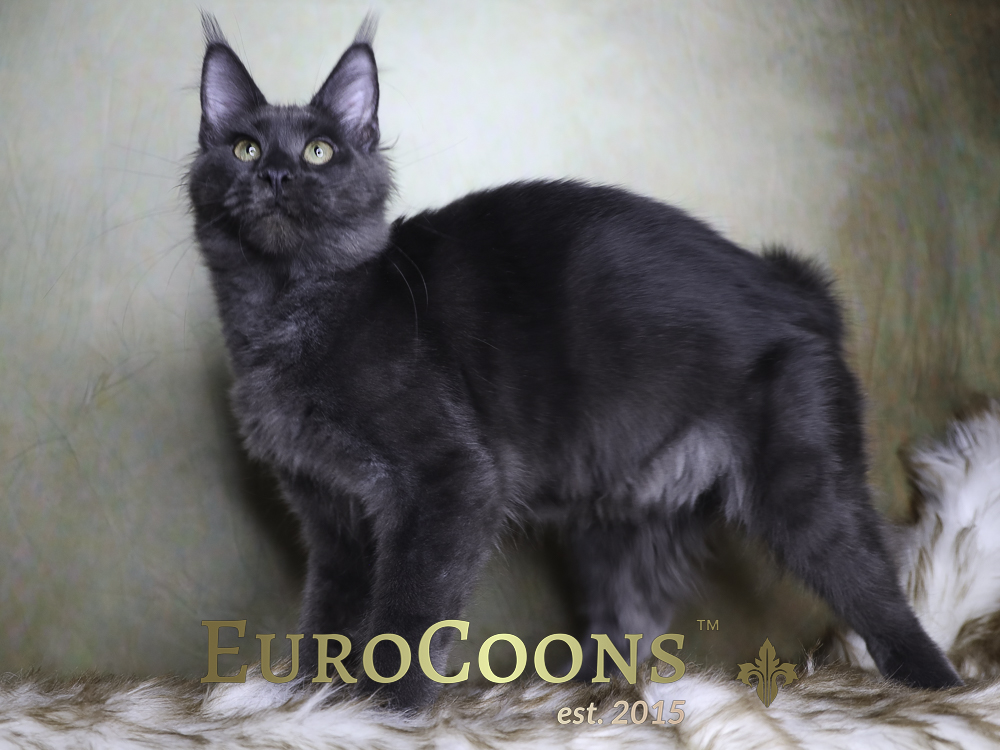 maine coon kittens for sale