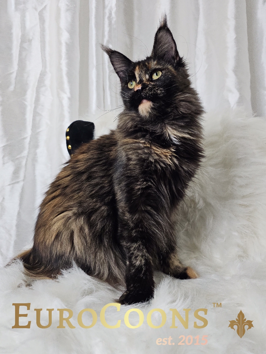 tortie maine coon kitten for sale